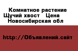 Комнатное растение Щучий хвост › Цена ­ 500 - Новосибирская обл.  »    